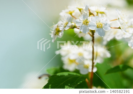 陽光下的繡線菊 140582191
