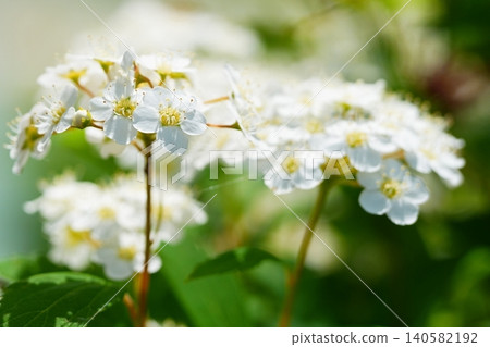 成簇盛開的繡線菊 成簇盛開的繡線菊 140582192