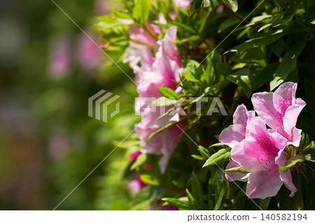 Pink azaleas shining in the sunlight Pink azaleas shining in the sunlight 140582194
