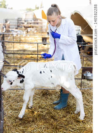 Young female vet checking health of small calf Young female vet checking health of small calf 140582288