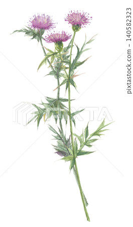 Wild thistle painted in watercolor Wild thistle painted in watercolor 140582323