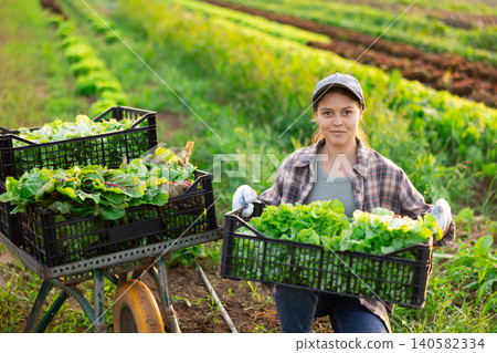 Young woman harvesting lettuce in field Young woman harvesting lettuce in field 140582334