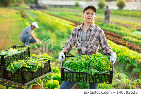Girl works on plantation cuts bunches of garden cress salad and puts them in box for transportation 140582620