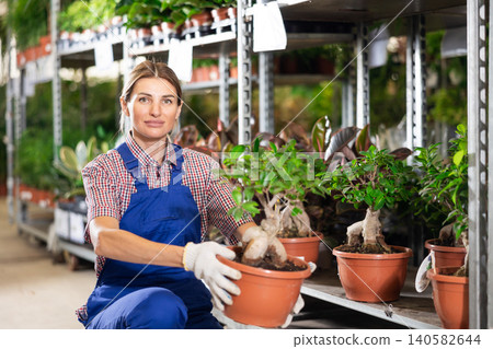 Young saleswoman arranging ornamental potted Ficus Ginseng in plant shop Young saleswoman arranging ornamental potted Ficus Ginseng in plant shop 140582644