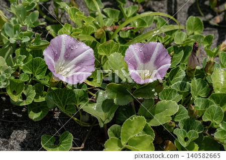 Hamahirugao blooming on the coast Hamahirugao blooming on the coast 140582665