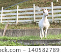 goat eating grass on the farm 140582789