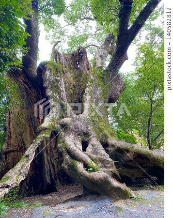 The Great Camphor Tree of Saga, The Great Camphor Tree of Tsukazaki The Great Camphor Tree of Saga, The Great Camphor Tree of Tsukazaki 140582812