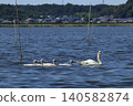 Romantic Ibaraki (A family of swans leisurely strolling around in mid-June? The Ramsar Convention wetland "Hinuma" is rich in food.) 140582874