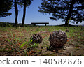 Romantic Ibaraki (Oyazawa Park on Lake Hinuma, a scenic spot overgrown with pine trees, where pine cones are scattered everywhere.) Brackish lake "Hinuma" 140582876