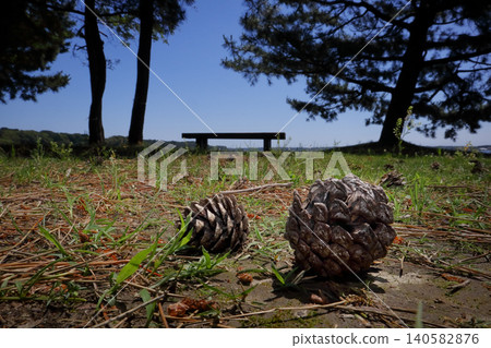 Romantic Ibaraki (Oyazawa Park on Lake Hinuma, a scenic spot overgrown with pine trees, where pine cones are scattered everywhere.) Brackish lake "Hinuma" Romantic Ibaraki (Oyazawa Park on Lake Hinuma, a scenic spot overgrown with pine trees, where pine cones are scattered everywhere.) Brackish lake "Hinuma" 140582876