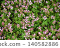 Japanese thyme (Ibuki-jakousou) 140582886