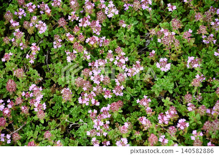 Japanese thyme (Ibuki-jakousou) Japanese thyme (Ibuki-jakousou) 140582886