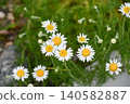 Roman chamomile 140582887