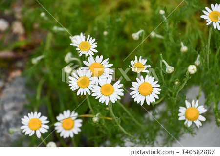 Roman chamomile Roman chamomile 140582887