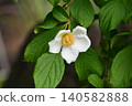 Japanese Stewartia (Natsutsubaki) 140582888