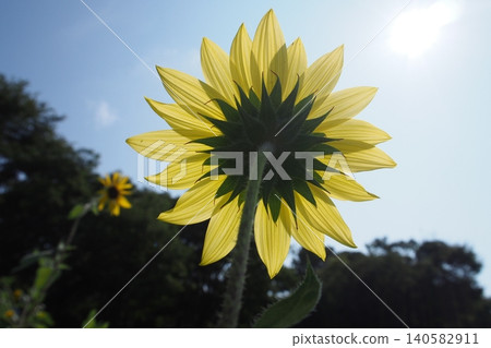 開花往太陽的向日葵 開花往太陽的向日葵 140582911