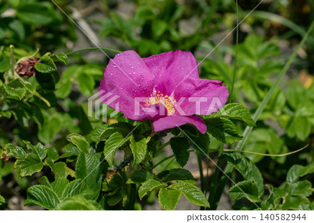 Hermanus blooming on the beach 140582944