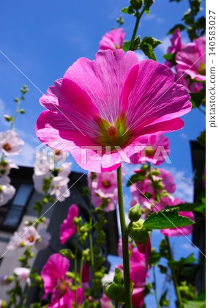Pink hollyhock flowers that bloom in summer Pink hollyhock flowers that bloom in summer 140583027