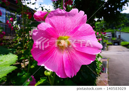 夏季盛開的粉紅色蜀葵花 140583029
