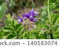 Beach peas blooming on the coast 140583074