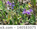 Beach peas blooming on the coast 140583075