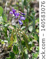 Beach peas blooming on the coast 140583076