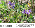 Beach peas blooming on the coast 140583077