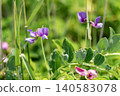 Beach peas blooming on the coast 140583078