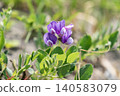 Beach peas blooming on the coast 140583079