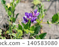 Beach peas blooming on the coast 140583080
