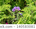 Beach peas blooming on the coast 140583081