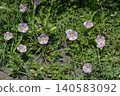 Hamahirugao blooming on the coast 140583092