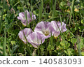 Hamahirugao blooming on the coast 140583093