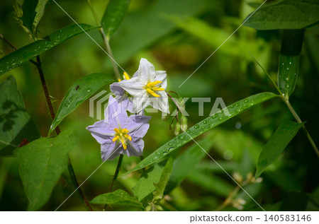 White flower White flower 140583146