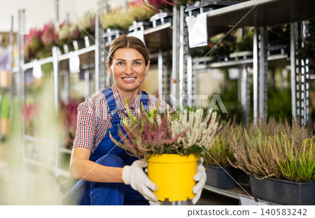 Smiling female florist arranging pots with blooming heather Smiling female florist arranging pots with blooming heather 140583242