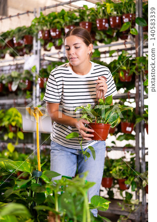 Young woman choosing golden pothos in pots in gardening store Young woman choosing golden pothos in pots in gardening store 140583339