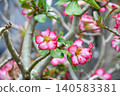 Adenium obesum 140583381