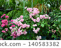 Bougainvillea 140583382
