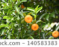 Citrus tachibana 140583383