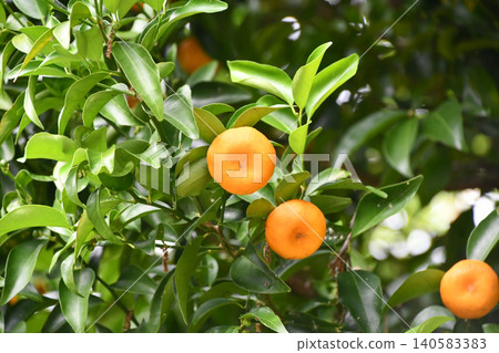 Citrus tachibana Citrus tachibana 140583383
