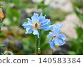 Meconopsis betonicifolia 'Himalayan Blue Poppy' 140583384