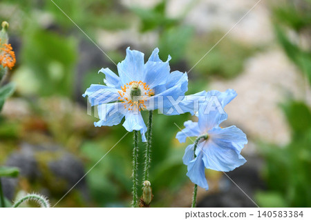 Meconopsis betonicifolia 'Himalayan Blue Poppy' Meconopsis betonicifolia 'Himalayan Blue Poppy' 140583384