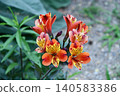 Alstroemeria 'Indian Summer' 140583386