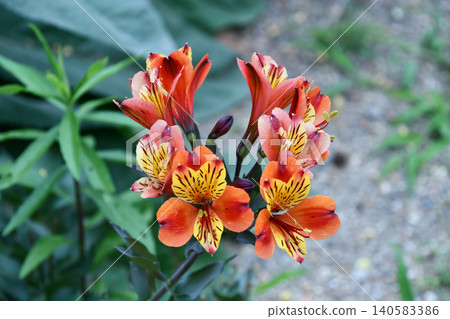 Alstroemeria 'Indian Summer' Alstroemeria 'Indian Summer' 140583386