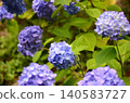 繡球花盛開在雨季的清除 140583727