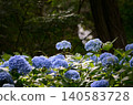 閃亮的藍色繡球花 140583728