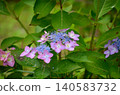 開花在雨季的美麗的八仙花屬 140583732