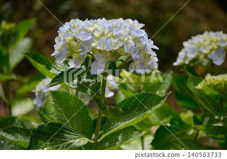 白色繡球花 白色繡球花 140583733