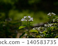 白色Hakuji繡球花 140583735