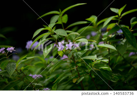 芬芳的茉莉花開始綻放了。 芬芳的茉莉花開始綻放了。 140583736